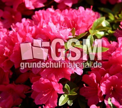 Rhododendron-rosa.jpg